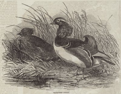 Mandarin Ducks by Harrison William Weir